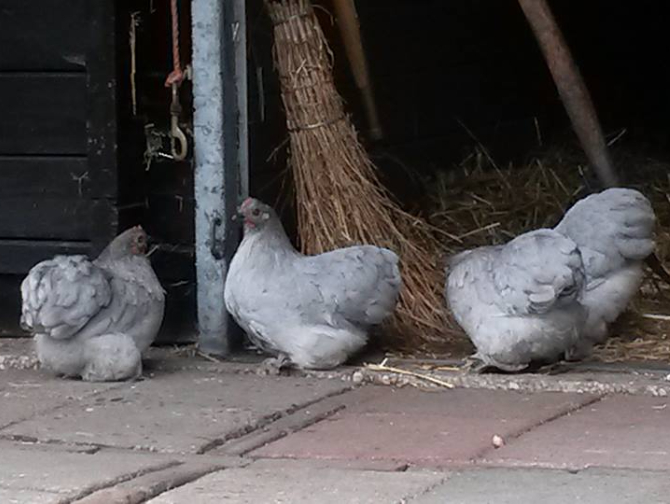 Over - Buitenplaats Elisabeth-kippen-dieren
